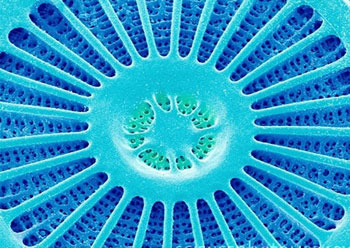 diatom